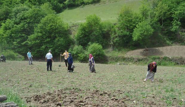 Samsun'da yetişiyor, pazara inmeden satılıyor