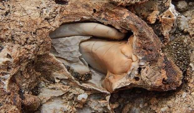 Sinop'ta şaşırtan gerçek! 6 milyon yaşında