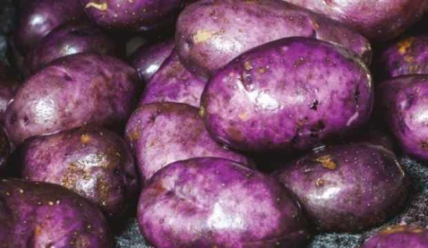 Sivas'ta mor patates ekimi yapıldı