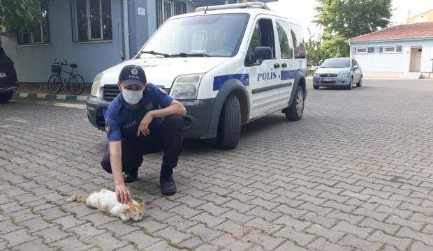 Yılan tarafından ısırılan kediye polis şefkati