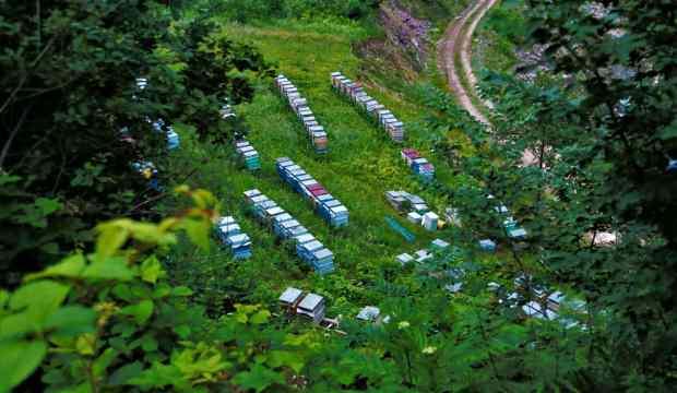 56 bal ormanı kurulacak