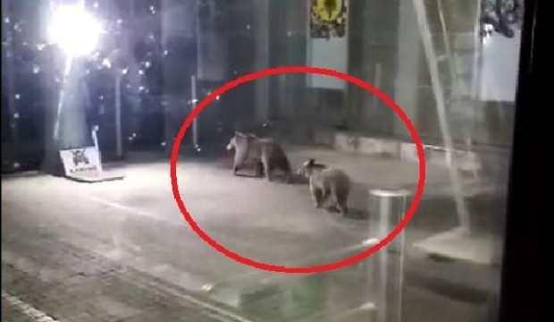 Bursa'da teleferik istasyonuna inen ayılar korkuttu