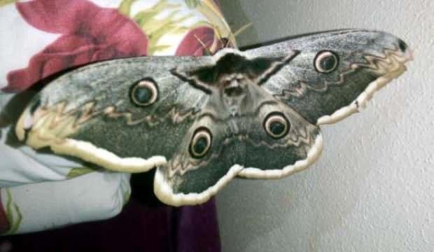 Kanat açıklığı 16 cm olan kelebek, görenleri hayran bıraktı