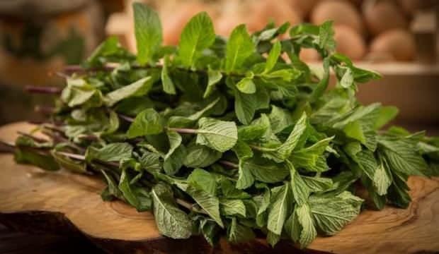 Taze nanenin faydaları nelerdir? Solunum yollarını açan nane limon hazırlanışı...