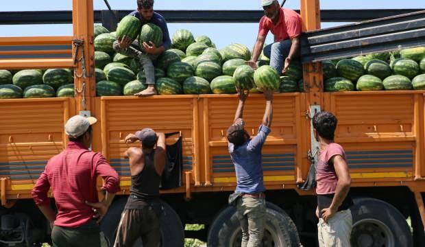 Üreticiyi sevindiren karar: 75 dolardan 300 dolara çıkarıldı