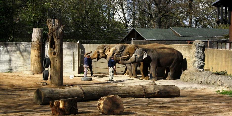 3600 hayvan bulunan Skansen Hayvanat Bahçesi ve Akvaryumu