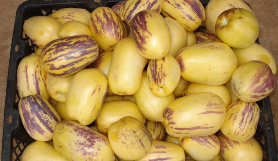 pepino_meyvesinin_faydalari_nelerdir_pepino_meyvesi_tuketimi_zarari_var_mi_1591022913_1638.jpg