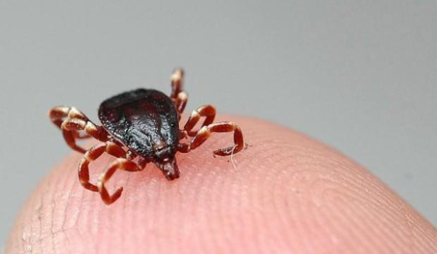 Nijerya'da Lassa ateşinden 22 kişi öldü