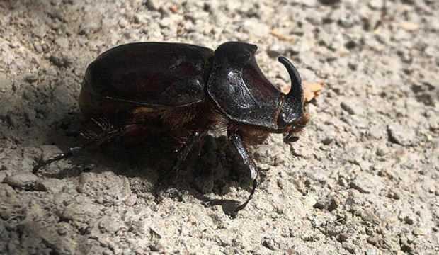 Elazığ’da gergedan böceği görüntülendi