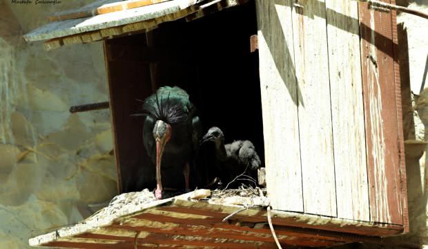 Koruma altındaki kelaynaklardan sevindirici haber