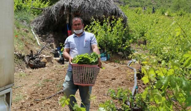 Yaprağı tarlada 10 liradan satıyorlar