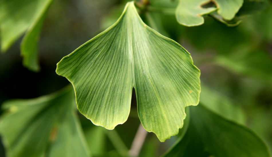 Ginkgo Biloba Bitkisi Nedir Ginkgo Biloba Bitkisinin Faydalari Saglik Haberleri