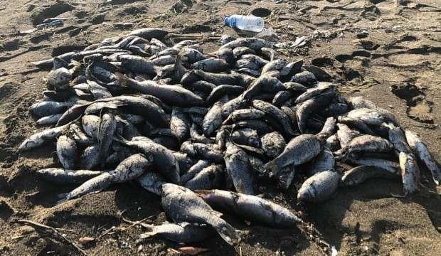 Sahile çok sayıda ölü balık vurdu