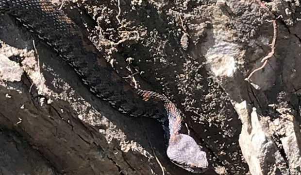 Sınırda görülen koca engerek yılanı korkuya neden oldu
