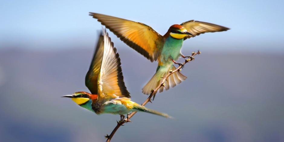 Van Gölü göçmen kuşlarla renklendi