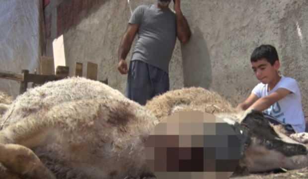 22 koyunu telef eden kurtlar mahalleliyi tedirgin etti
