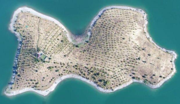 Bakan Pakdemirli'nin talimatıyla "Robinson Ziya"nın adasında hasat yapıldı