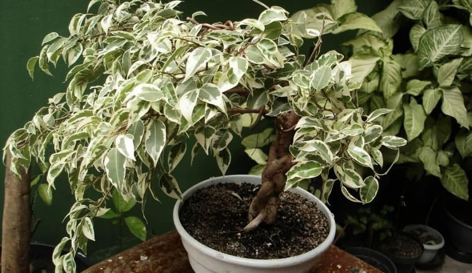 benjamin_ficus_cicegi_bakimi_nasil_yapilir_benjamin_ficus_yapraklarini_neden_doker_bakimi_ve_sulama_yontemleri_1592908628_5635.jpg