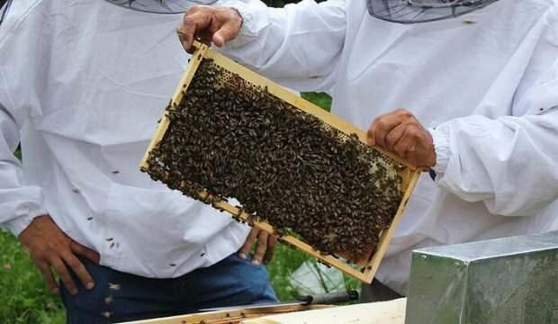 FAO'dan iki ilde arıcılara destek
