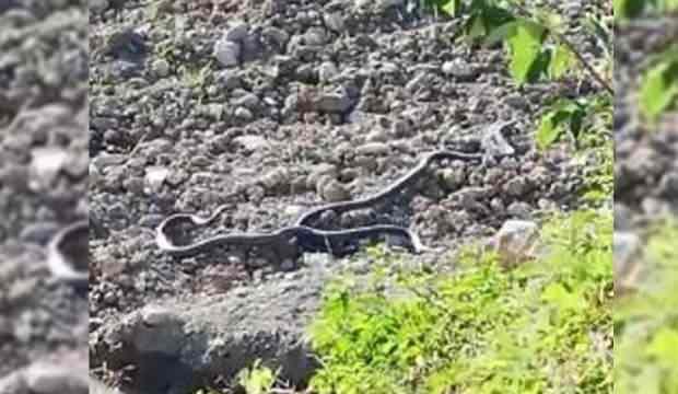 Hakkari'de 2 metreyi geçen yılanlar böyle görüntülendi!