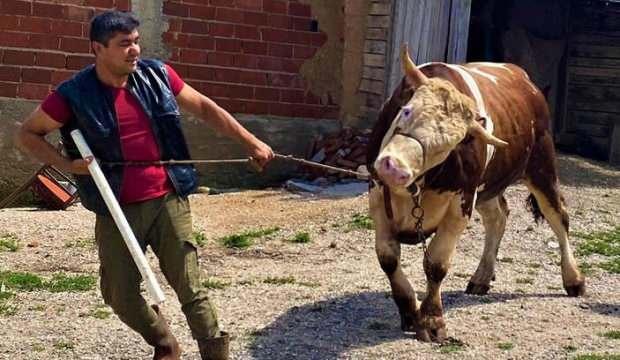 Kurbanlık otomobil fiyatına satılıyor! Ağırlığı 1 ton...