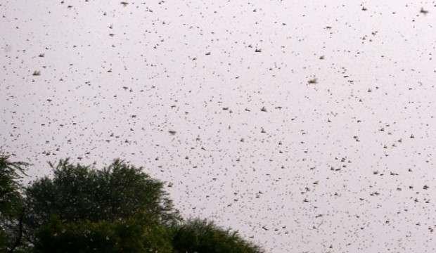 Yeni Delhi'de çekirge sürüsü alarmı