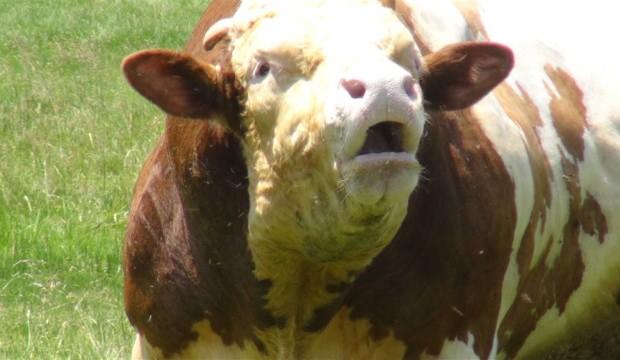 Günde 30 kilo yem yiyor! Onun için bir araba parası istiyorlar