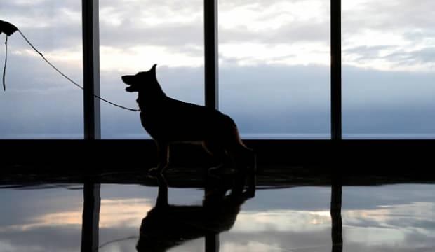 Alman ordusu, koronavirüslü kişilerin tespiti için köpekleri eğitiyor