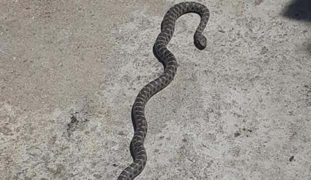 Aydın'da evin çatısındaki yılan korkuttu!
