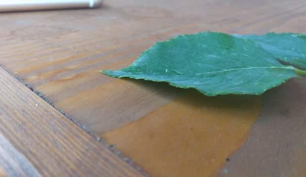 Kastamonu'da 3 bin yılda bir açtığına inanılan 'udumbara çiçeği’ görüldü