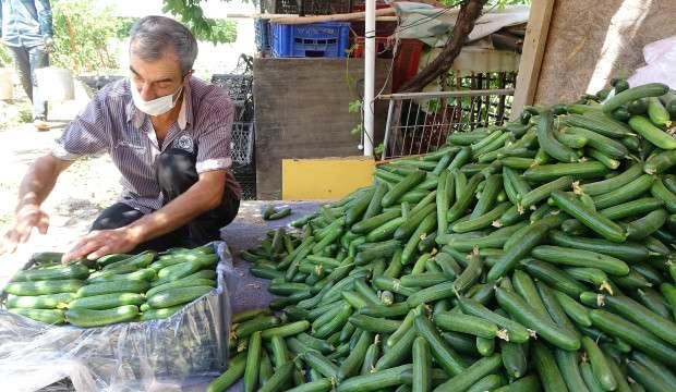 Kilosu 2 liradan 60 kuruşa kadar düştü