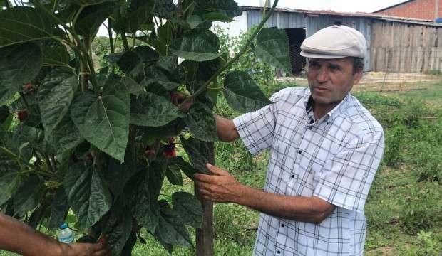 Bu dut ağacını görenler şaşkına dönüyor