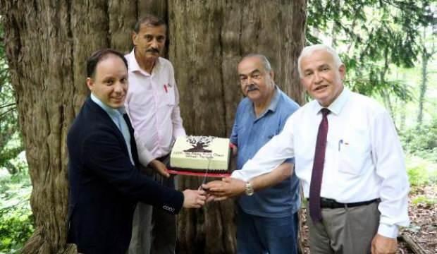 4117'nci yaşına giren porsuk ağacı için doğum günü pastası kestiler