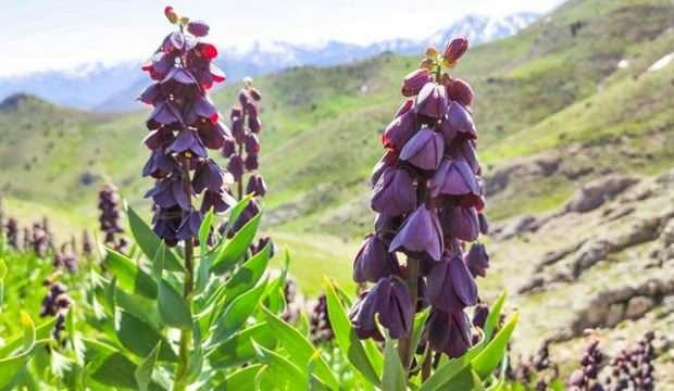 'Gelin bardağı'nı koparana 62 bin lira ceza