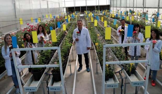Türkiye ezber bozdu! Yerli gül 6 yılda üretildi, Hollanda'ya satacağız