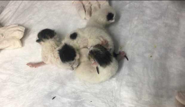 Yapışık kediler operasyonla birbirinden ayrıldı