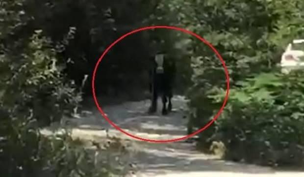 40 saat sonra bulunan kurbanlık boğa iki genci hastanelik etti