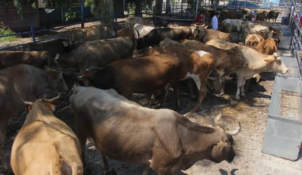 Bakan müjdeyi verdi: Kalan kurbanlıklar satın alınacak