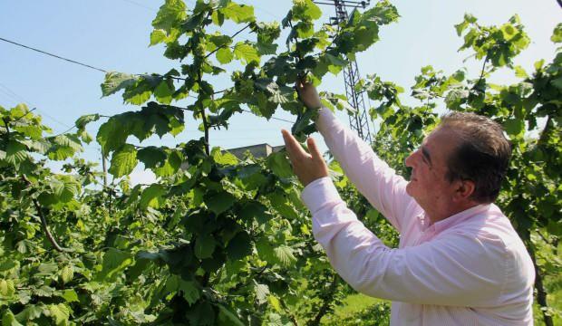 Geçen yıla göre yüzde 33 fiyatı arttı! Üretici memnun