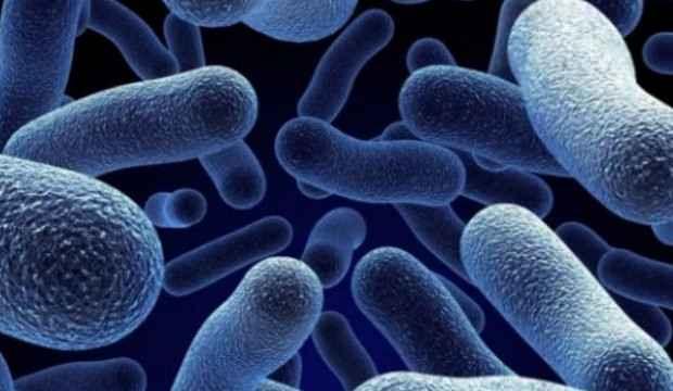 Kanada'da Salmonella paniği