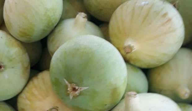Kilosu 15 liradan alıcı buluyor
