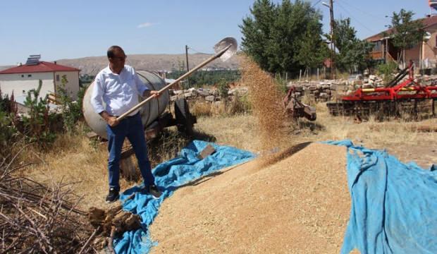 Metruk evde bulunan bir avuç ata tohumu buğdaya sahip çıkıldı