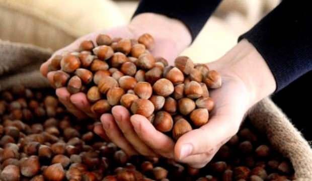 Ordu'da fındık hasadı erken başladı