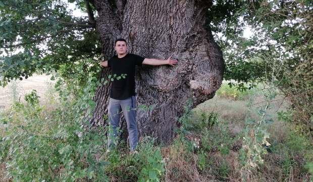 500 yıllık ağacı görenler şaşırıyor