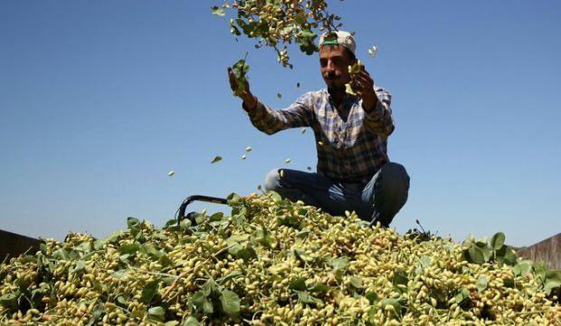 Baklavanın baş tacı fıstıkta hasat serüveni başladı