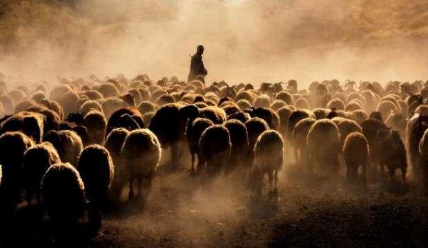 Bitlis’te koyunların tozlu ve zorlu yolculuğu