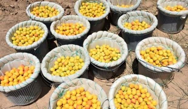 Kayısının başkenti Malatya'da hasat sona eriyor