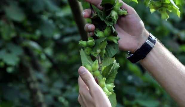 "Yeşil altın"da hasat dönemi başladı