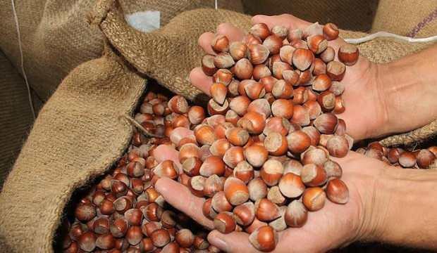 Fındığı piyasa fiyatının 50 kuruş üzerinde alacak