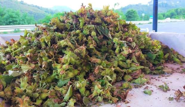 Kilosu 25 liradan alıcı buluyor
